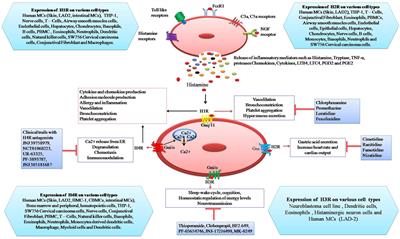 The Role of Histamine and Histamine Receptors in Mast Cell-Mediated Allergy and Inflammation: The Hunt for New Therapeutic Targets